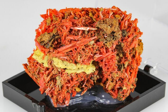 Bright Orange Crocoite Crystal Cluster - Tasmania #182660
